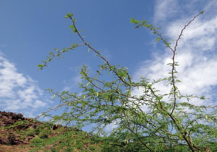 Prosopis juliflora