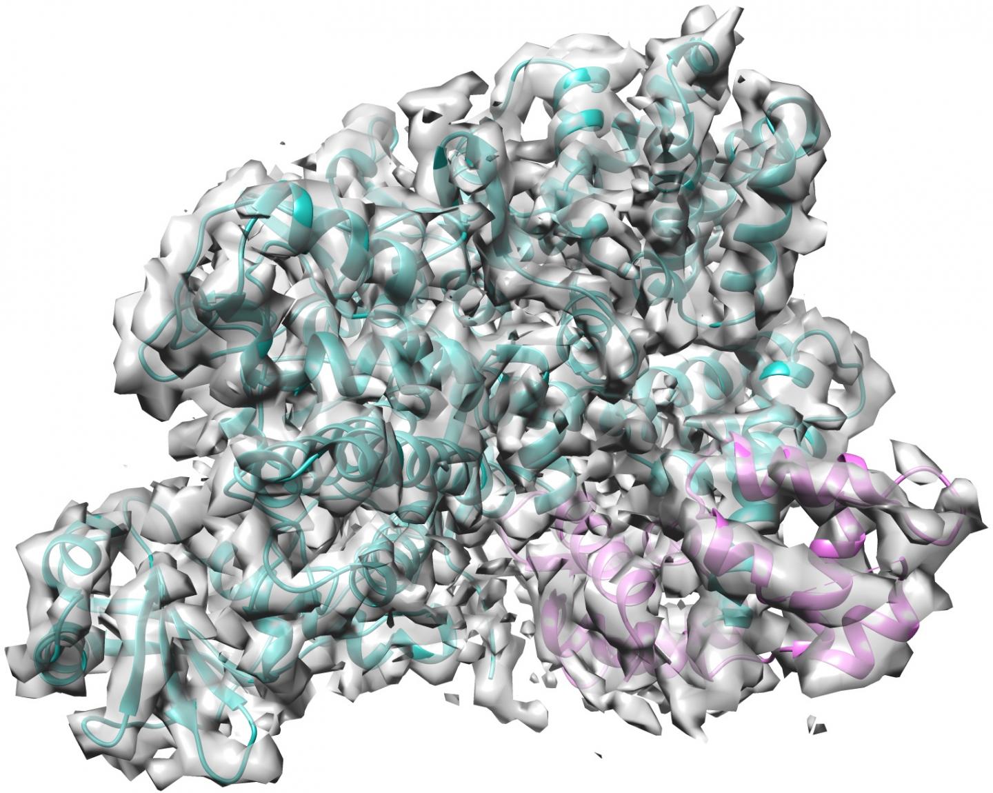 <i>Legionella</i> Toxin