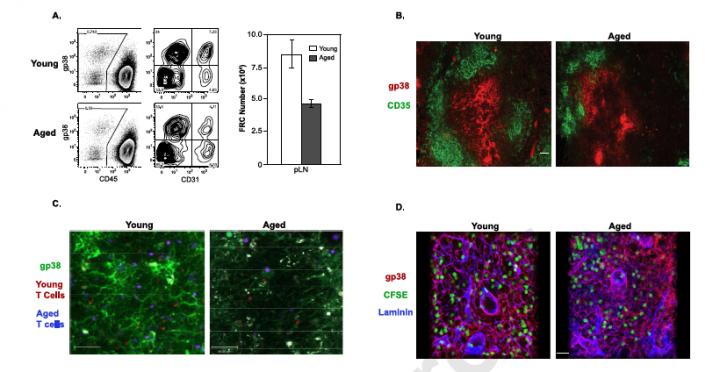 Figure 2: The Stromal Network is Altered in the LN of Aged Mice
