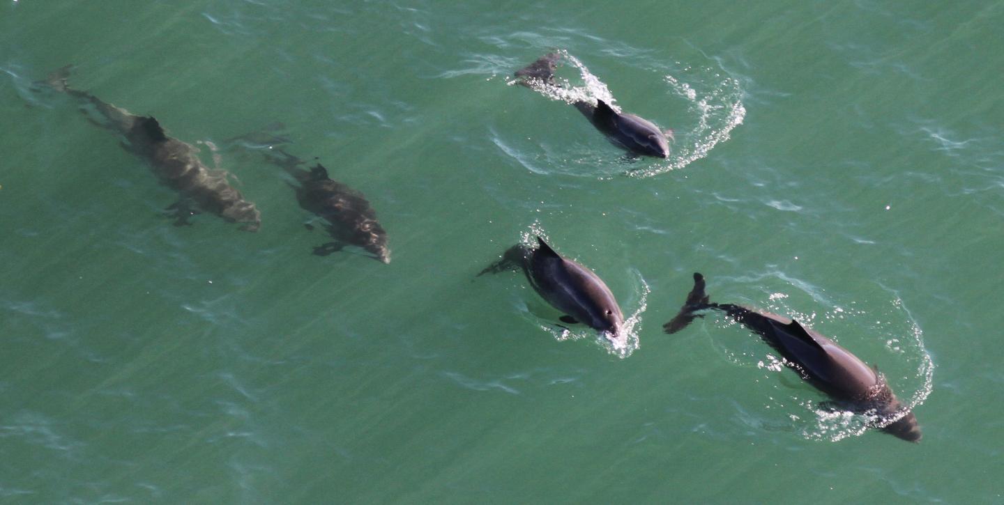 Harbor porpoises