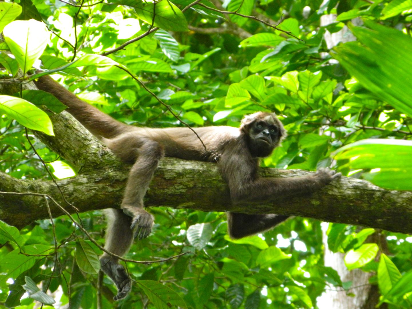 Spider Monkey (2 of 3)