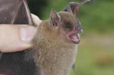 Sturnira [IMAGE] EurekAlert! Science News Releases