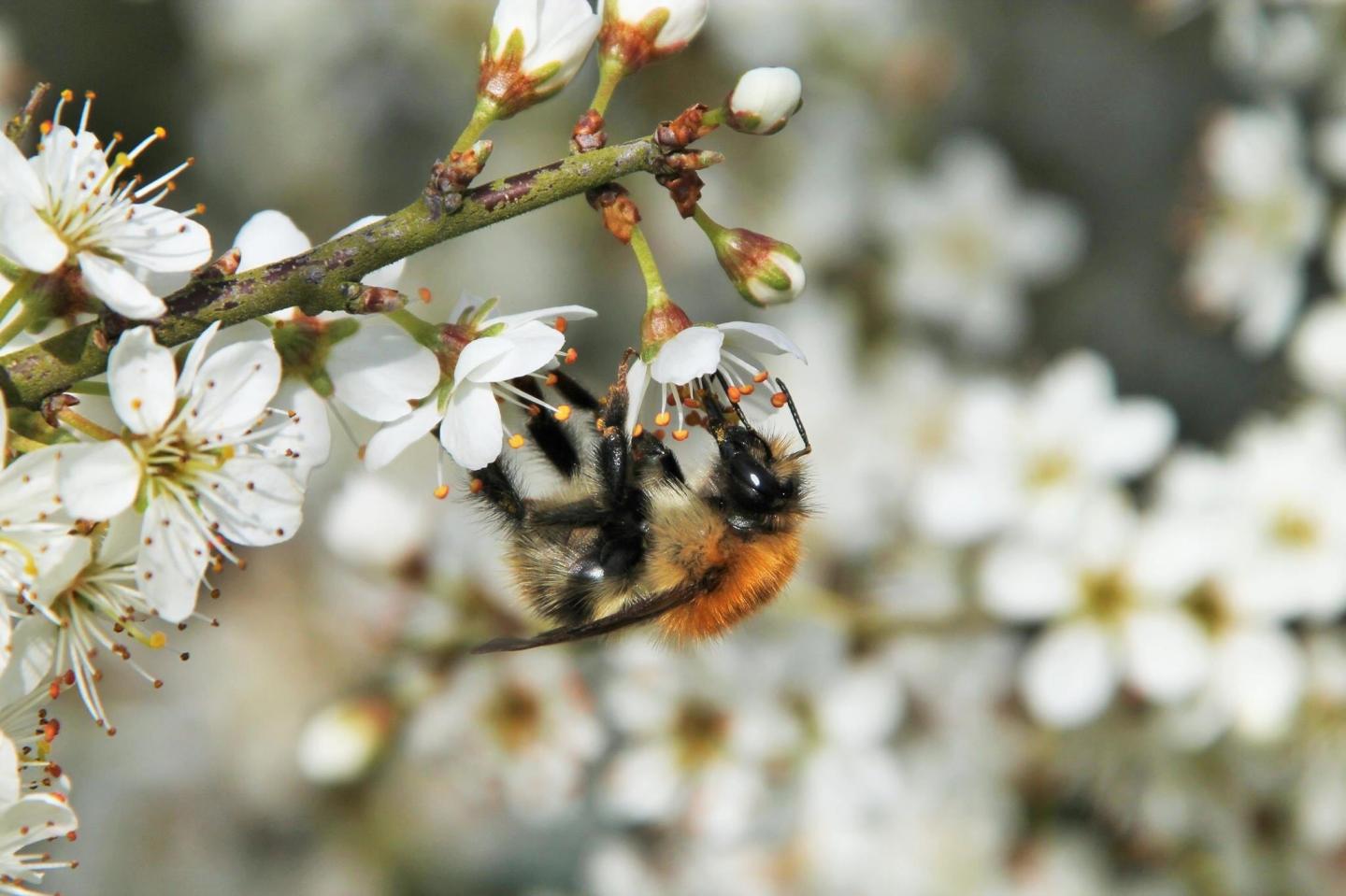 Honeybee Mite Raises Bumblebee Virus Risk