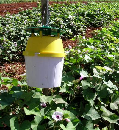 Sweetpotato Weevil Trap