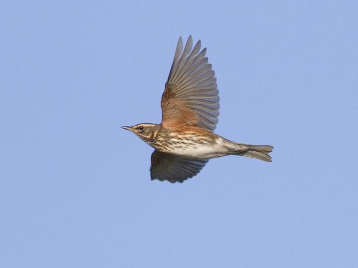 Light Pollution at Night Affects the Calls of Migratory Birds