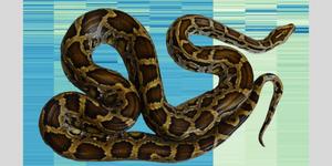 Sequencing python RNA helps explain changes in human digestion