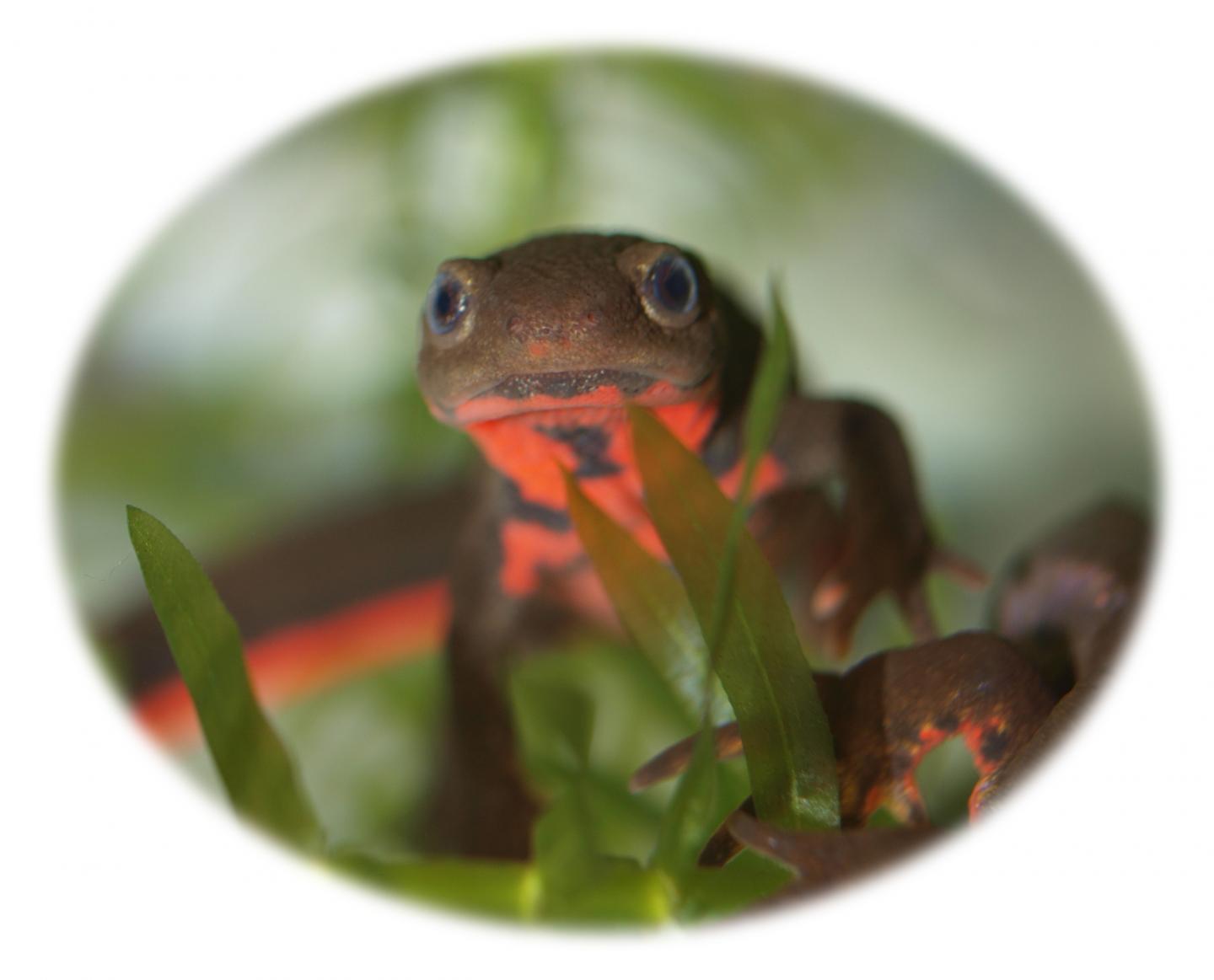 Tsukuba Scientists Solved the Spallanzani's Dilemma