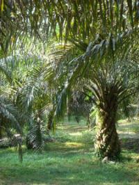 Oil Palms in Lush Green Setting