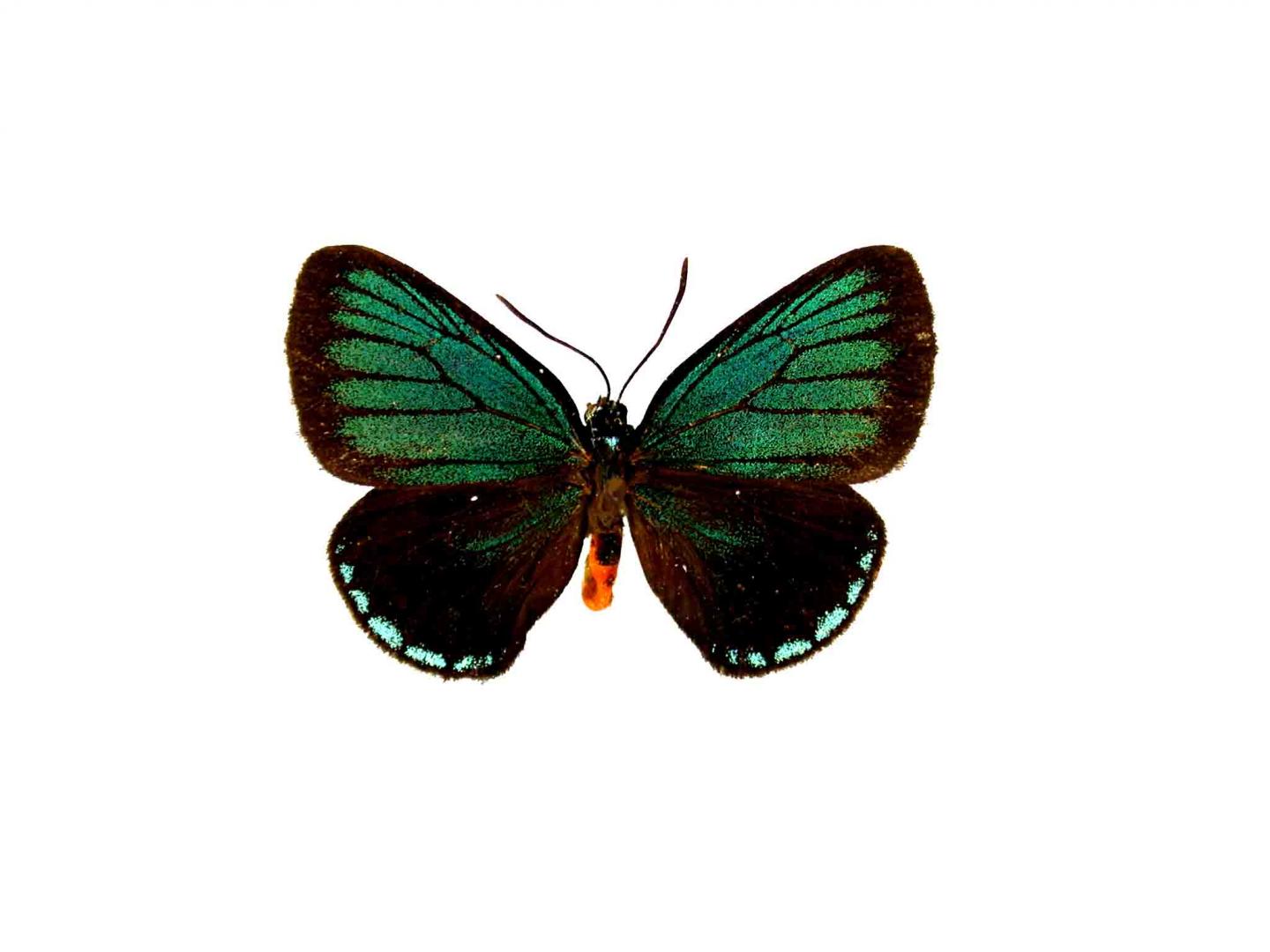 A male Atala butterfly (Eumaeus atala) held in the Smithsonian collections seen from above.
