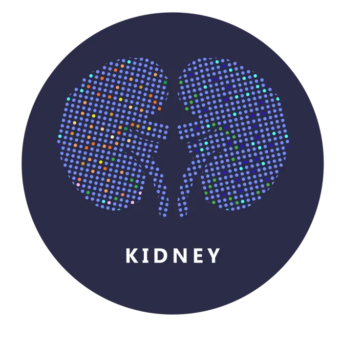 kidney