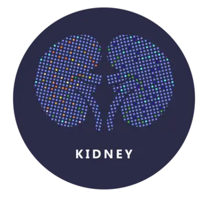 kidney