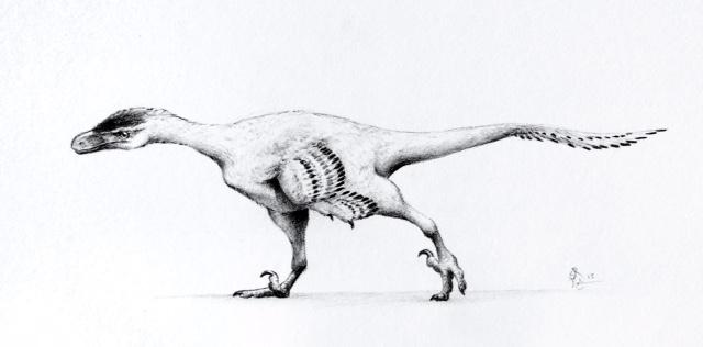 Small Dromaeosaur