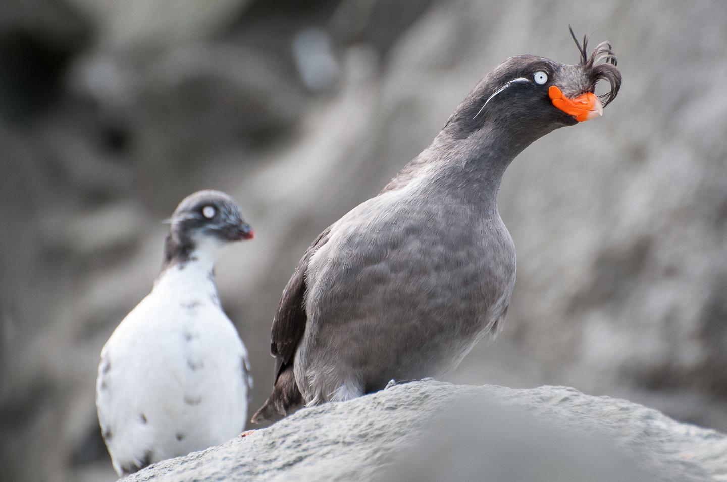 Crested Auklets