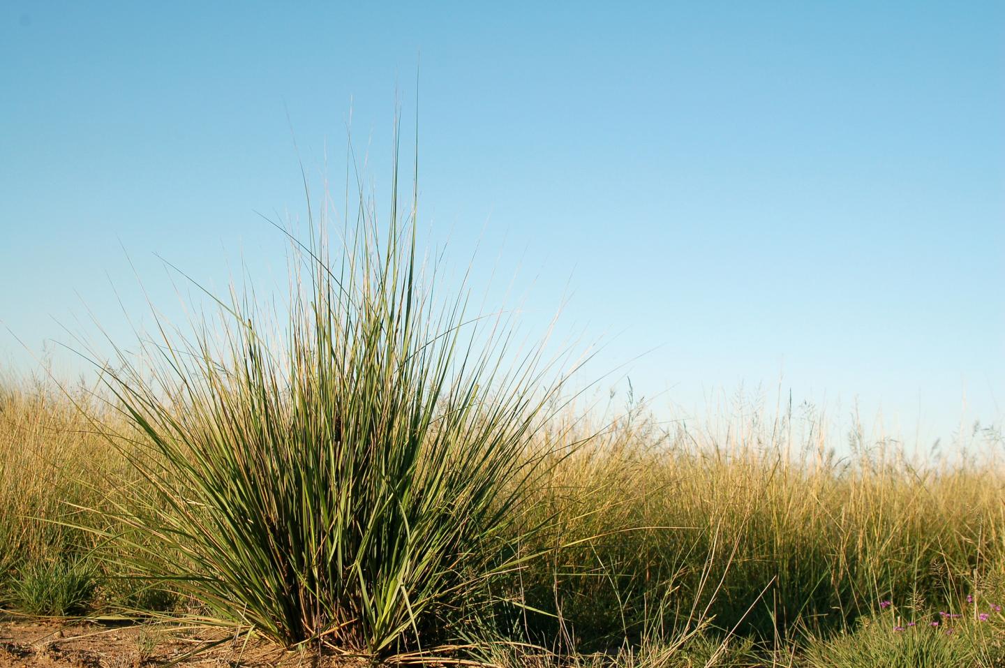 African Lovegrass