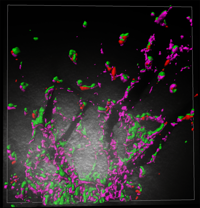 RTL6 proteins in a mouse brain