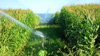 Corn Irrigation