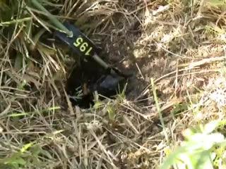 Among insects, 'chivalry' isn't dead | EurekAlert!