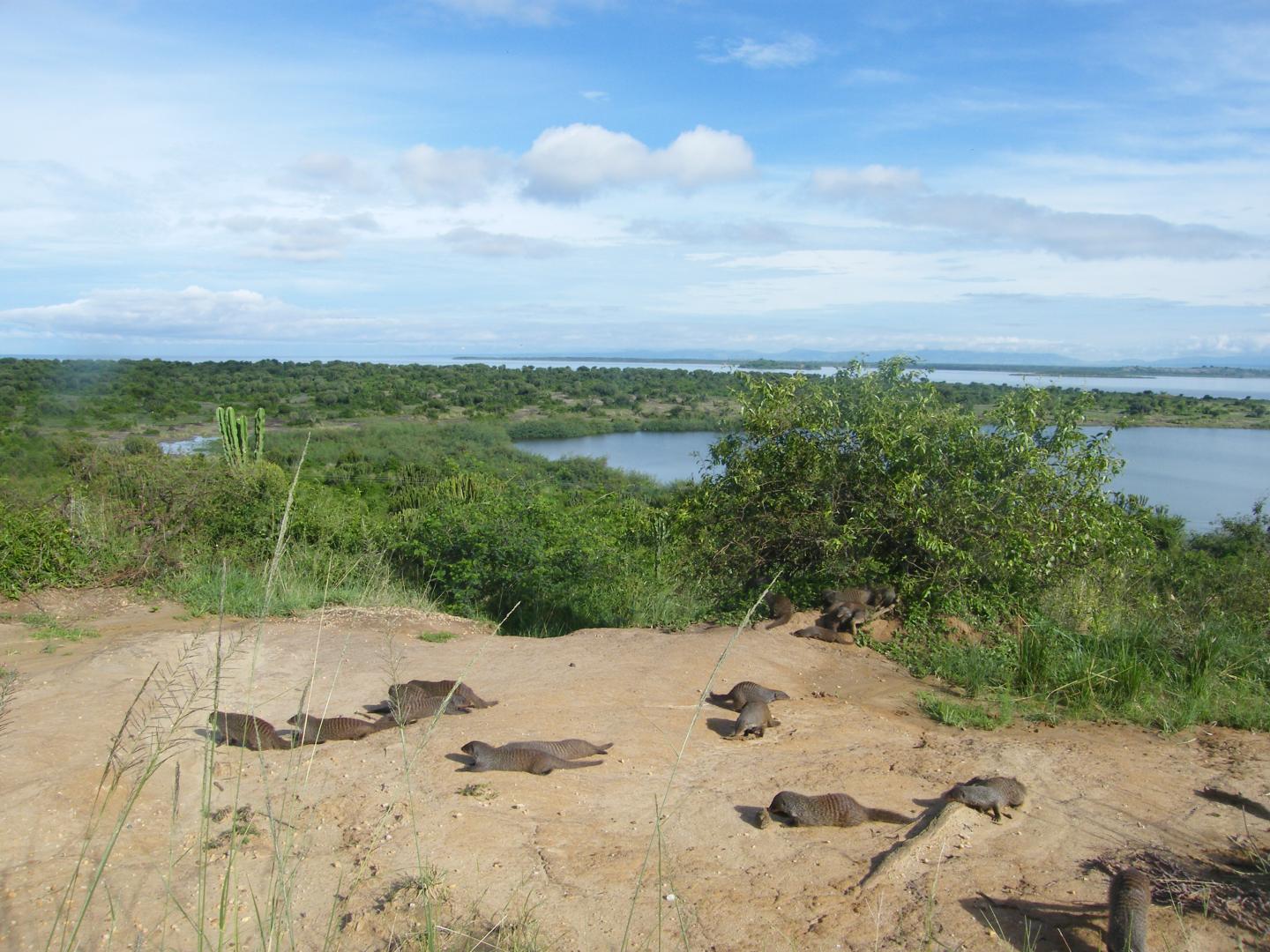 Banded Mongooses in Uganda (2 of 3)