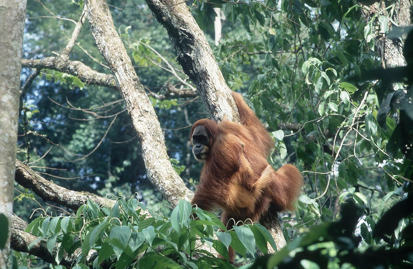 Sumatran Orangutan Population is Up, But Threats Remain (5 of 8)