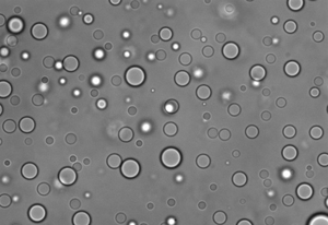 Viscoelastic protein-RNA droplets (second image)