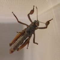 Siberian Locust