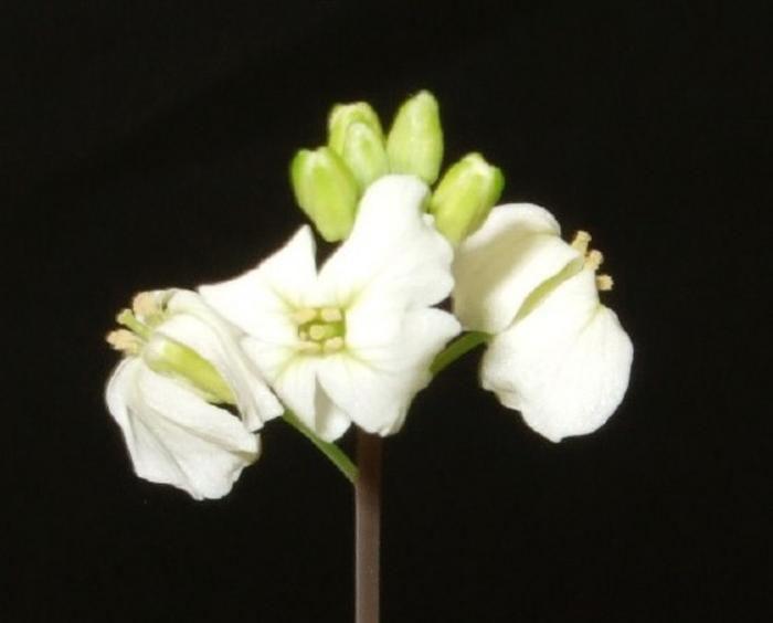 Arabidopsis lyrata