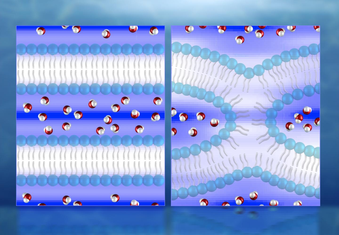 Water Distribution near Lipid Bilayers before and during Cell Fusion