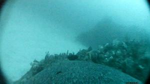 Sea lions swimming through ocean habitats