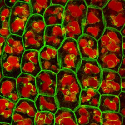 Location of TIP in Seed Cells
