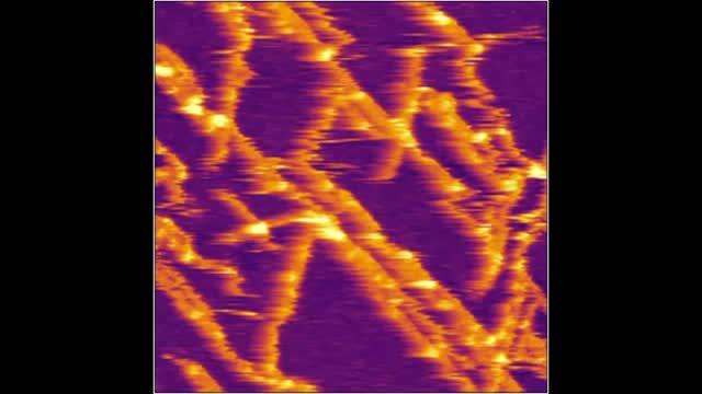 Arrays of Designer Protein Nanowires (Orange) Forming on a Mica Surface (Purple).
