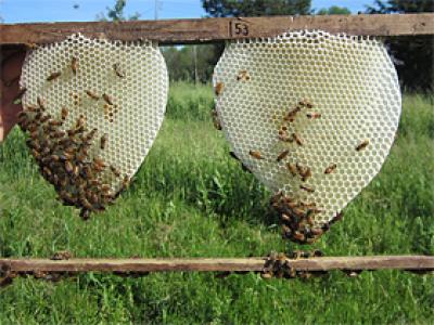 Comb Building of Honeybees