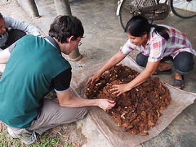 Farmed Palm Weevils