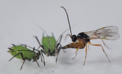 Parasitic Wasp Attacks Aphid