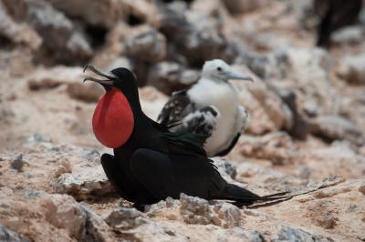 Ascension Island Frigatebird Male