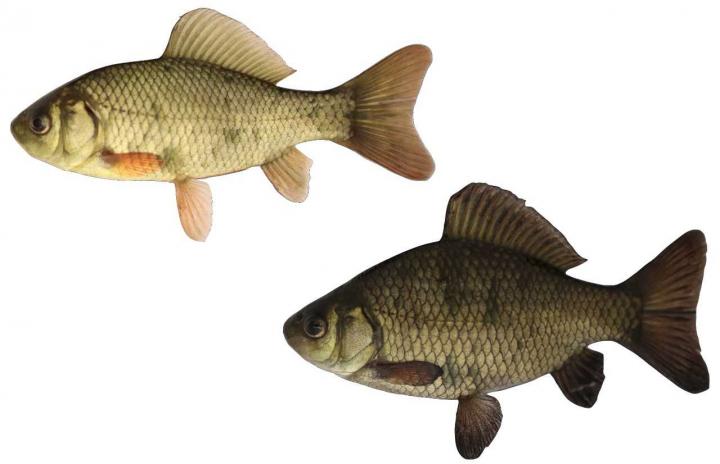 Crucian Carp Comparison