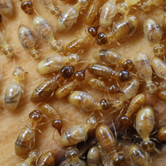 A colony of termites