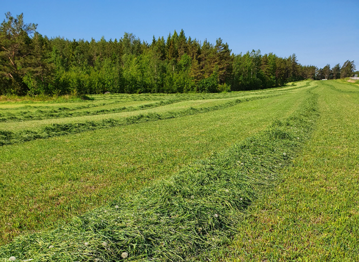 Common meadow after harvest