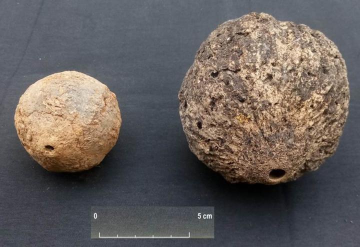 The Fruit of Brazilian Nut Trees