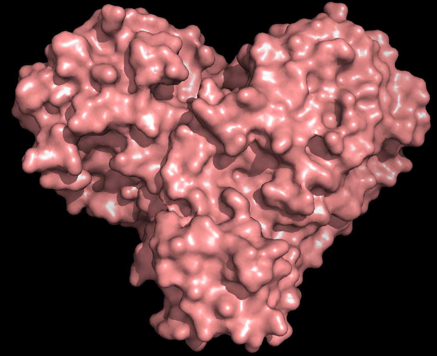 SARS-CoV-2 protease protein 