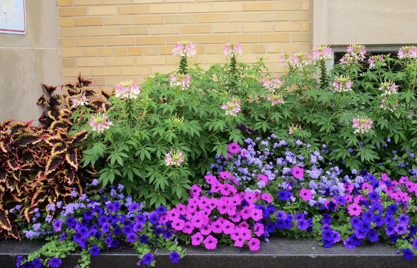 Urbanization Has Nuanced Effects on Plant Flowering Time