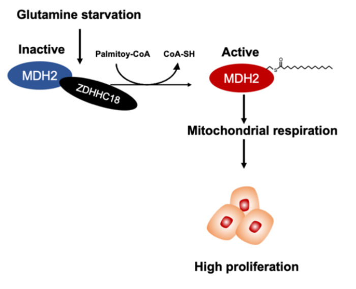 谷氨酰胺调控 MDH2 棕榈酰化促进卵巢癌线粒体呼吸和增殖
