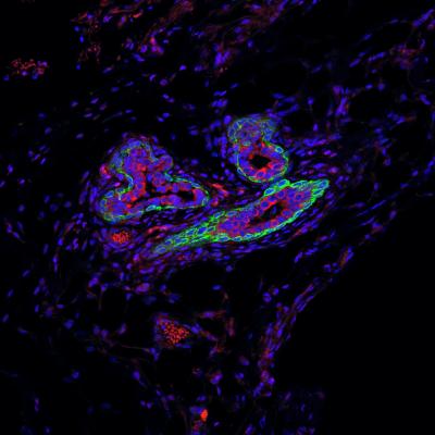 Mammary Gland Stem Cells in Mice