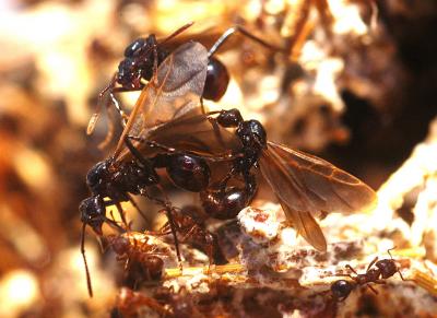 A rare parasitic ant, Pseudoatta argentina, in the field.