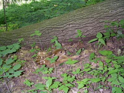 Deer Threaten Ginseng