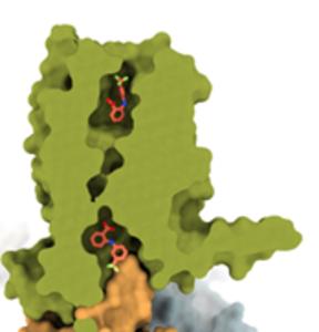 A view of the bitter anti-inflammatory Flufenamic acid (orange) at the TAS2R14 (green) binding pocket.