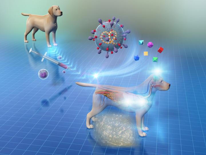 New Stem Cell Therapy In Dogs Image Eurekalert Science News Releases