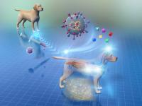 New Stem Cell Therapy in Dogs (IMAGE)