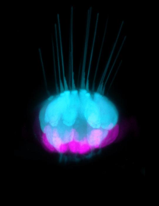 Zebrafish inner ear