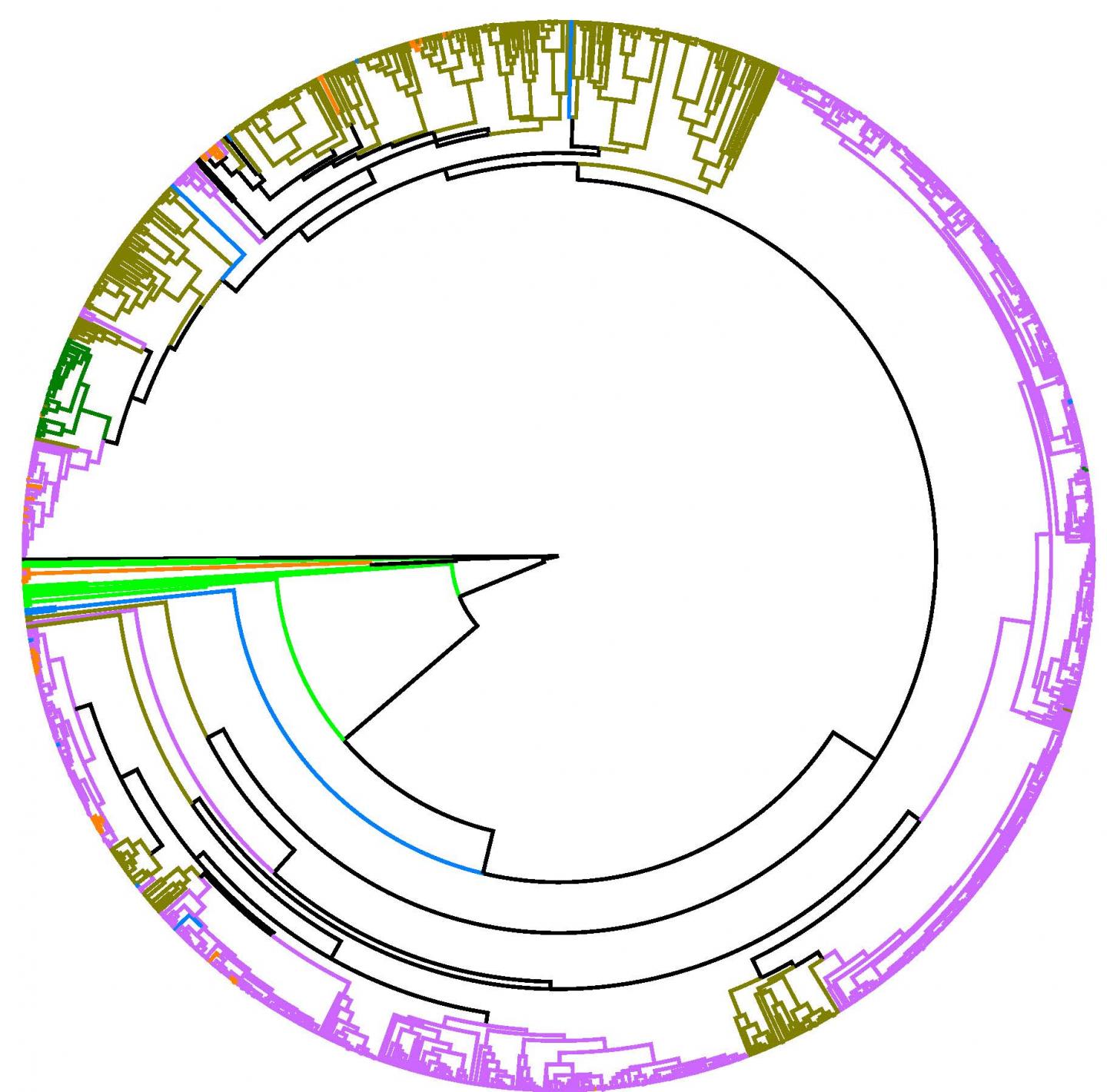 Human Activity May Influence the Distribution and Transmission of Bartonella Bacteria