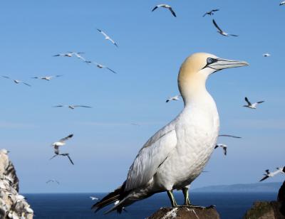 Gannet at Bass Rock, near Dunbar, Scotland